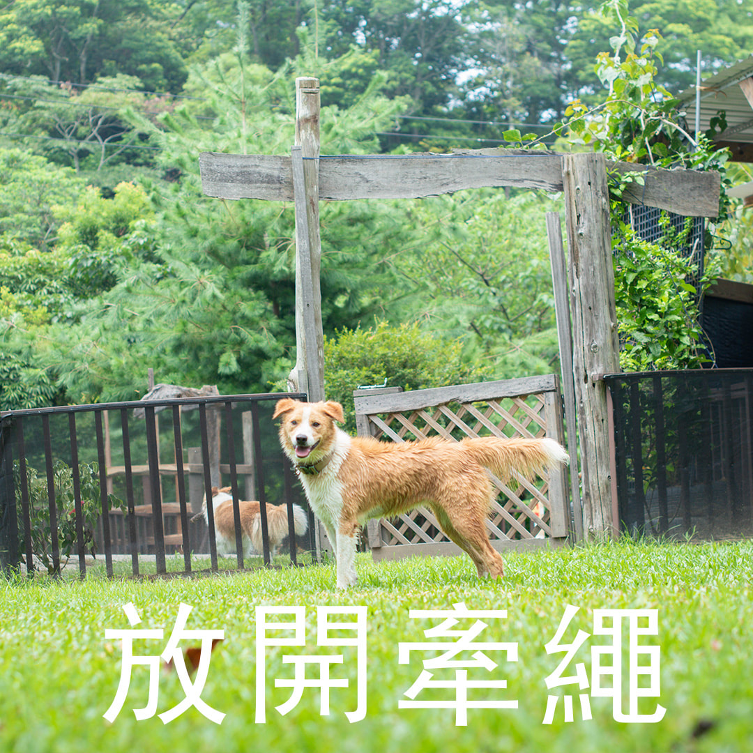 兩隻毛孩在晨光中的山林營地奔跑